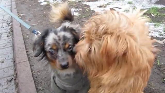 Помесь таксы и чихуахуа смотреть онлайн