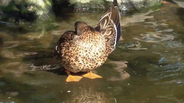 Shoebill and Other Birds in Kobe Animal Kingdom смотреть онлайн
