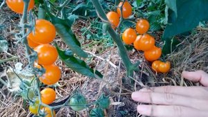 Томат "Золотой Самородок". Обзор