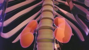 ЗДОРОВЫЕ ПОЧКИ | Доктор Здоровье о признаках и симптомах заболеваний почек