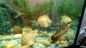 Речной рак против Флоридского