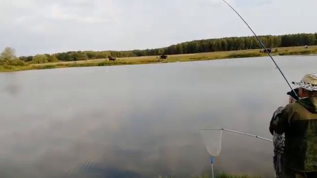 МЕРЛЕЕВО, успели.... ))))) смотреть онлайн