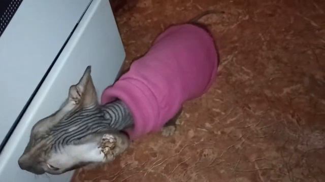 Египетские демоны нападают. # 252. смотреть онлайн