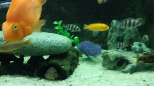 Цихлидник на 300 литров