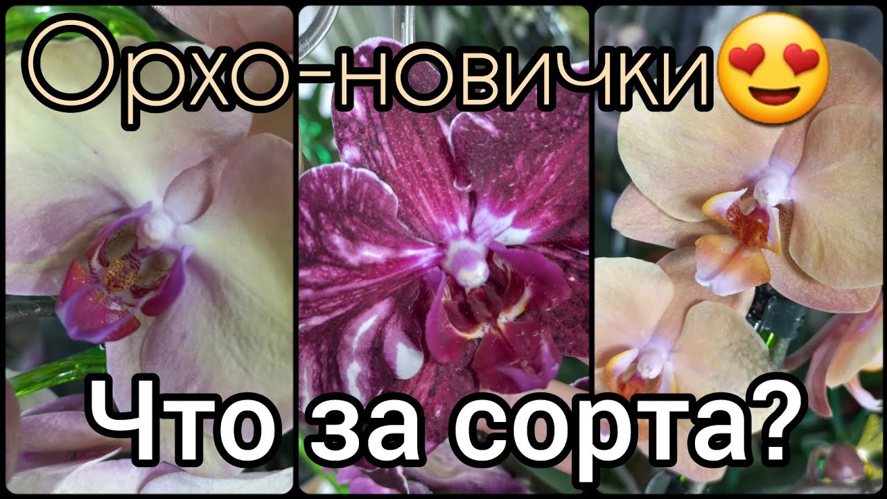 Новые растения?Определим сорта??Про цветонос из точки роста?Первые действия?ОРХИДЕЯ ФАЛЕНОПСИС