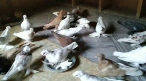 Почему голуби не хотят летать в чём может быть причина?