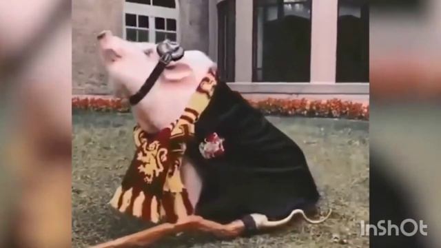 Забавные, милые, смешные животные 😹🙊😻 смотреть онлайн