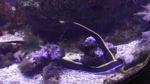 Аквариумная рыбка, Риномурена, Носатая мурена, Rhinomuraena quaesita, Мурены в Египте, Красное море