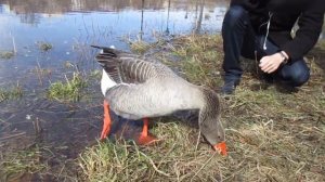 Ручной гусь в парке (продолжение)