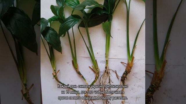 Антуриум — размножение в домашних условиях смотреть онлайн