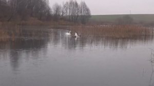 Томат Марвел страйп Полосатое чудо Tomato Marvel striped - вкусный урожайный / Лебедь пробивает лёд