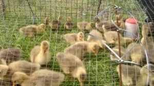 Гуси как бизнес по продаже инкубационных яиц.Мой первый опыт в гусином бизнесе.