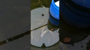 Печальное завершение эксперимента №3 с критической температурой для африканского сома. 11,11,18г