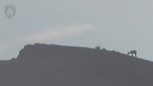 Охота в Дагестане на тура 2019! Успешная охота. Тур добыт! DAGESTAN TUR HUNTING !