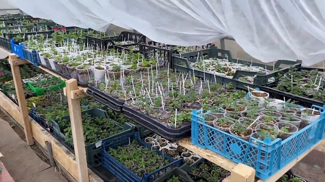 Теплица из поликарбоната , замена на новый