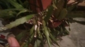 Лесные кактусы в бутонах.Зимовка эпифиллумов.Цветение эпи"БОННИ" в ноябре.