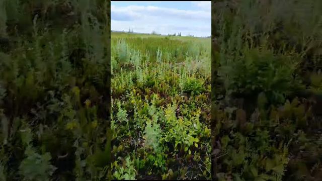 В начале было странно... то заяц как собака рядом по асфальту пробежит, то гуси так низко #5