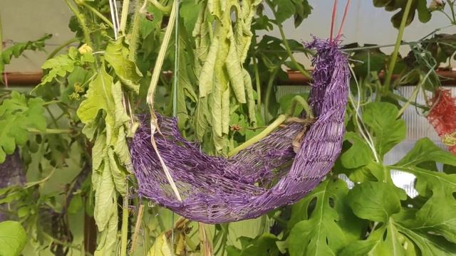 Урожай арбузов 2022 смотреть онлайн