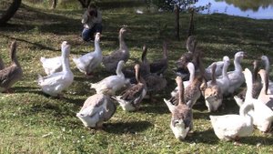 Гуси Бидена Александра. Экспедиция по гусеводческим хозяйствам №2.