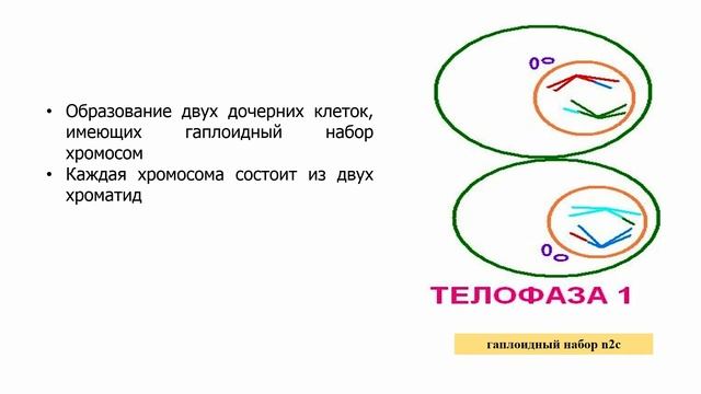 III - четверть, Биология, 9 класс, Мейоз. Фазы мейоза. Сравнение митоза и мейоза смотреть онлайн