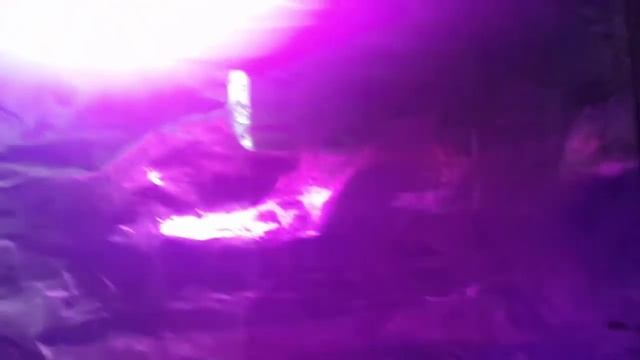 Выращиваем осетра в домашних условиях S01E02 смотреть онлайн