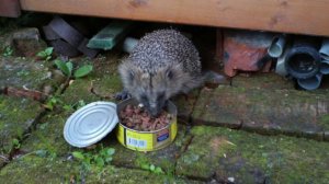 Наши колючие соседи. Ёжики.