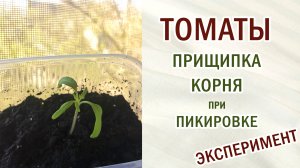 Пикировка томатов. Делать прищипку корня или нет. Рассада. Эксперимент. #томаты