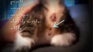 Как определить пол котенка. Как отличить кота от кошки