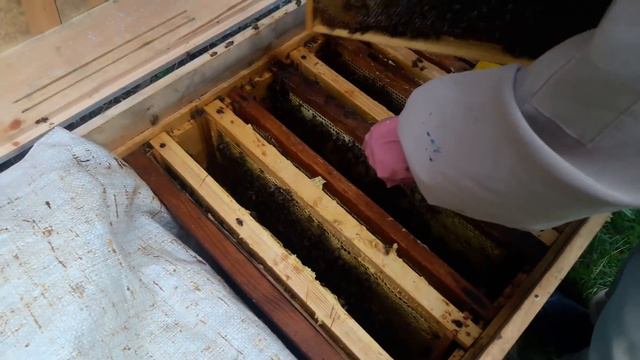 ГНЁЗДА СОБИРАТЬ РАНО смотреть онлайн