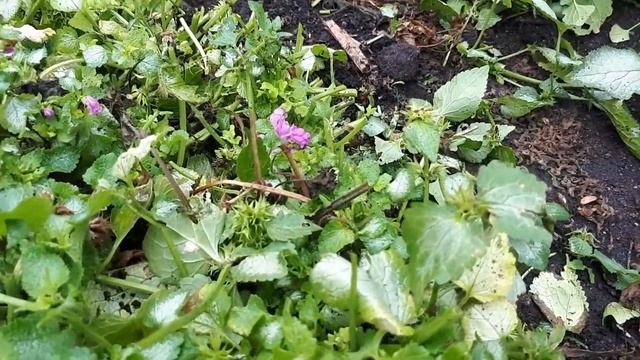 Яснотка - почвопокровное растение