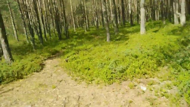 Поспевает МОРОШКА.В народе КУМАНИКА. Ягодный сезон 2020 открыт. Раменский бор, озеро. Тверская обл.