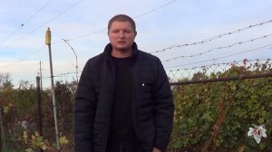 Укрытие винограда на зиму