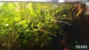 Уборка в большом аквариуме с чисткой песка.