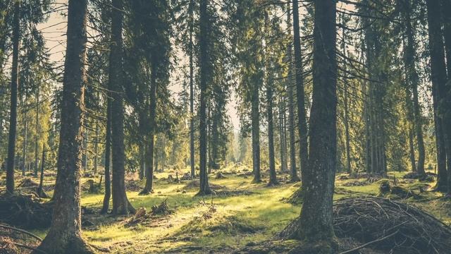 【仮眠・昼寝用BGM】α波で勉強に疲れた脳を超回復【アラーム付き】 смотреть онлайн