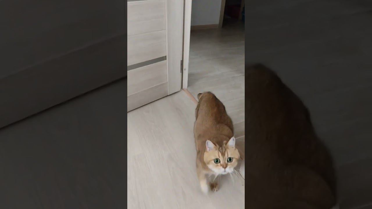 #cat #смешныекоты #cute #funny #золотаяшиншилла #animal #безкотаижизньнета #cutecat