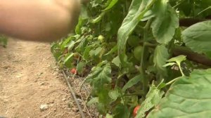 Розовый томат Пинк Смайл F1 в теплице (15-05-2018)