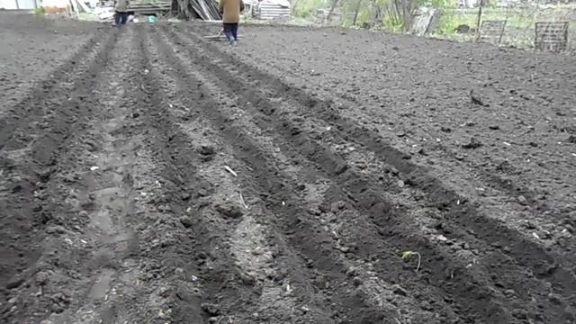 #1. Супер быстрая посадка огорода картошки.Супер Рало. Ручная картофелесажалка. смотреть онлайн