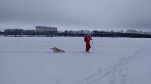 Лабрадор бежит по глубокому снегу