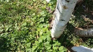 Индюки не растут и отстают в весе! Причины!