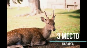 ТОП 6 животных из КРАСНОЙ книги