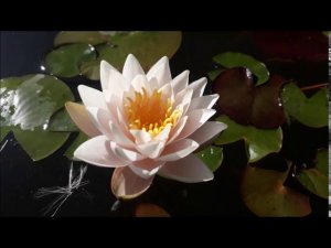 Нимфея Fatiha (Фатиха) кувшинка, waterlily, водные растения, пруд