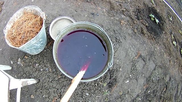 Подкормка клубники весной мульчирование клубники хвойным опадом