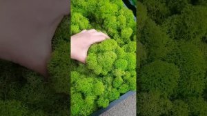 производство стабилизированного мха спб