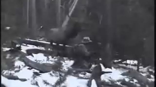 Elk hunting 1 yard with a bow. смотреть онлайн