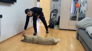 Как научить собаку команде «умри»