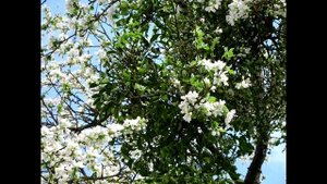 ВЕСНА В НАШИХ МЕСТАХ - РЕКА УБИН,  УБИНСКАЯ.  ИНДЮК.