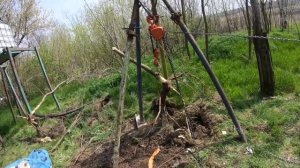 Корчевание талью (лебёдкой) акации. Экоферма РукоделЪ.