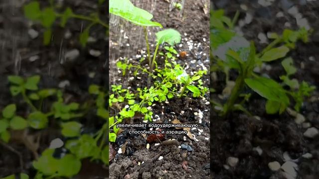 Минеральное удобрение/ цеолит и шунгит удобрение/ для огорода и дачи / какое удобрение лучше