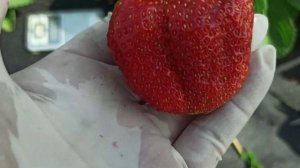 Земляника ксд АМАРАНТ радует вкусом и урожаем! Омск, 19.06.2023г.