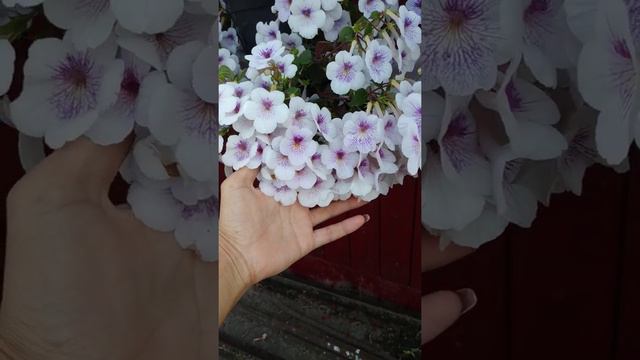 ахименесы "Tetra Verschaffelt" и "Ambroise Verschaffelt" смотреть онлайн